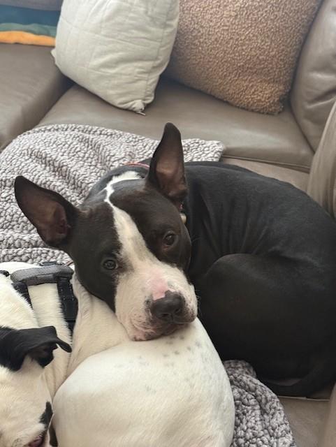 LORENZO, Adoptable, Adult Male Pit Bull Terrier & Mixed Breed.