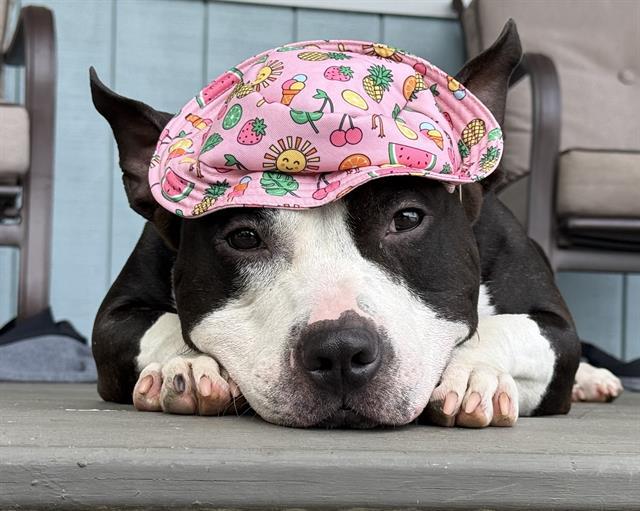 LORENZO, Adoptable, Adult Male Pit Bull Terrier & Mixed Breed.