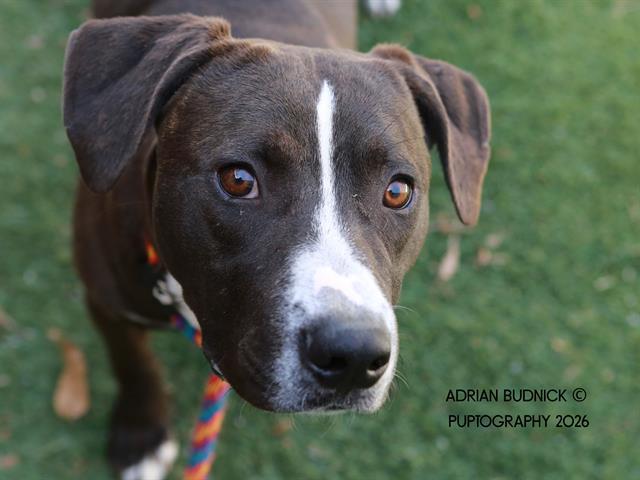 Enlarge Squaredance, a ADOPTABLE Mixed Breed in Nashville, TN image 1/2