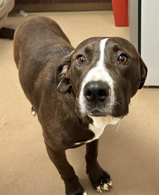 Enlarge Squaredance, a ADOPTABLE Mixed Breed in Nashville, TN image 2/2