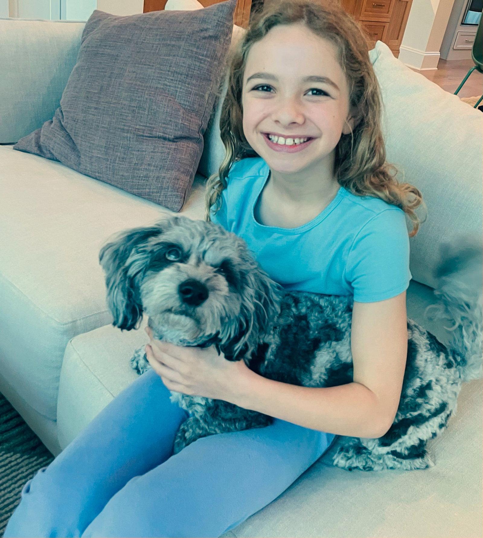 Charlie, Adoptable, Young Male Shih Tzu & Standard Poodle.