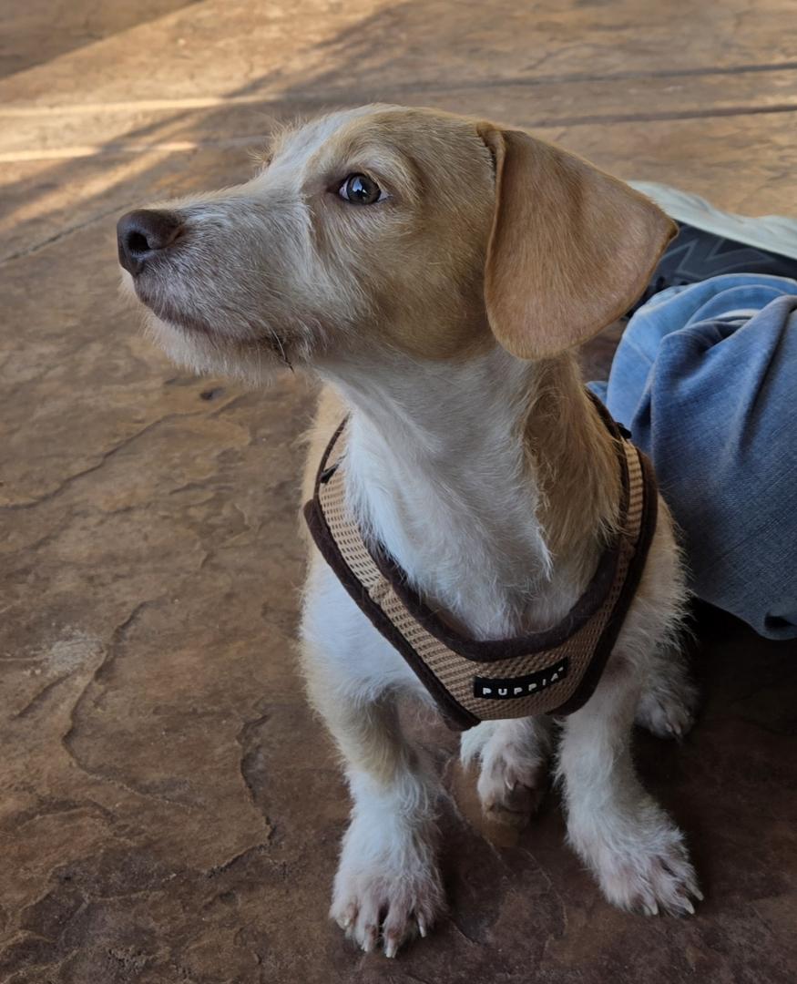 Cooper , a ADOPTABLE mixed breed in Poway, CA image 1/5