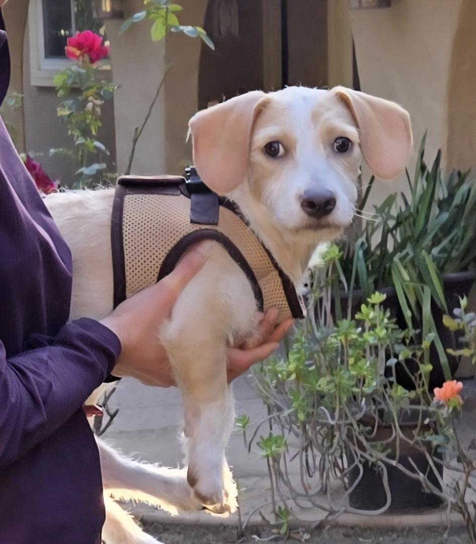 Cooper , a ADOPTABLE mixed breed in Poway, CA image 2/5