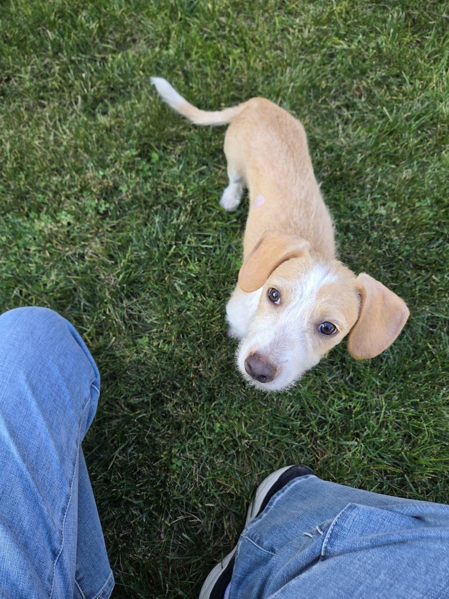 Cooper , a ADOPTABLE mixed breed in Poway, CA image 3/5