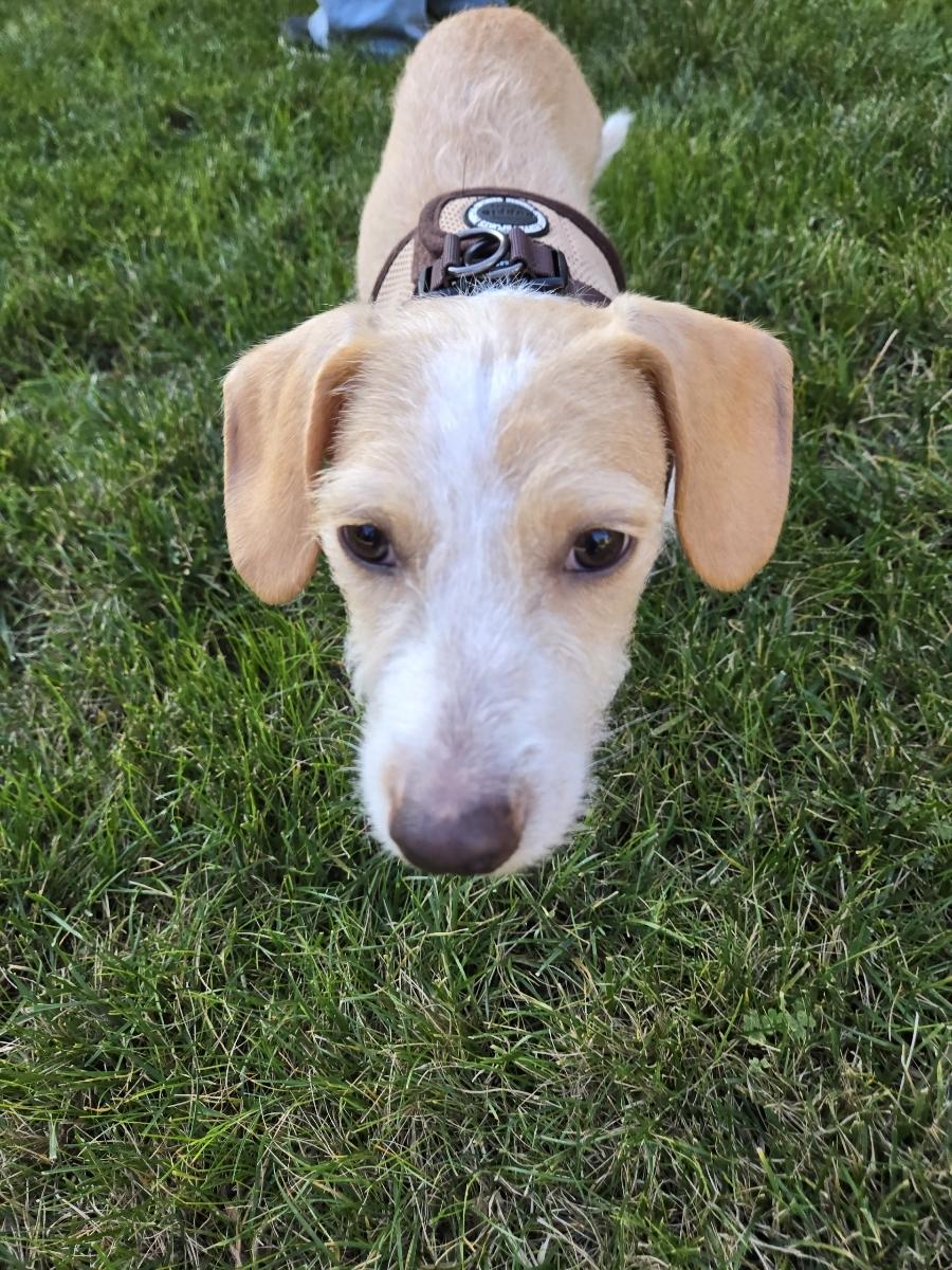 Cooper , a ADOPTABLE mixed breed in Poway, CA image 4/5