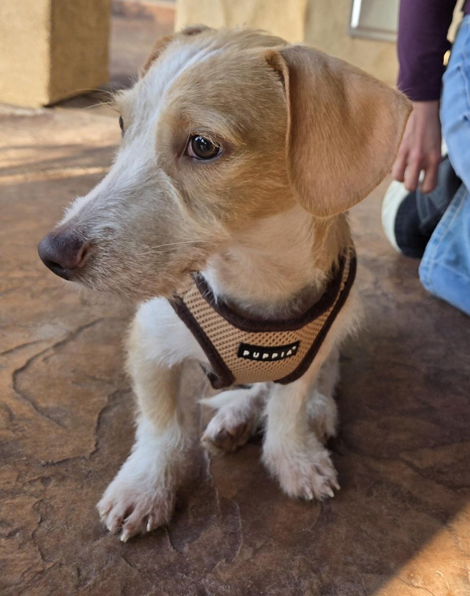 Cooper , a ADOPTABLE mixed breed in Poway, CA image 5/5