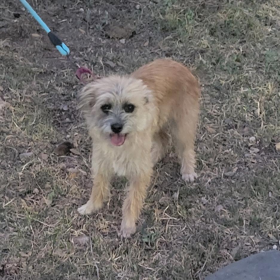 Selena, ADOPTABLE, Adult Female Terrier & Chihuahua.