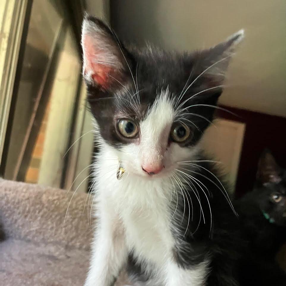 Enlarge Fairburn, a Adoptable Domestic Short Hair in Madison, WI image 1/2