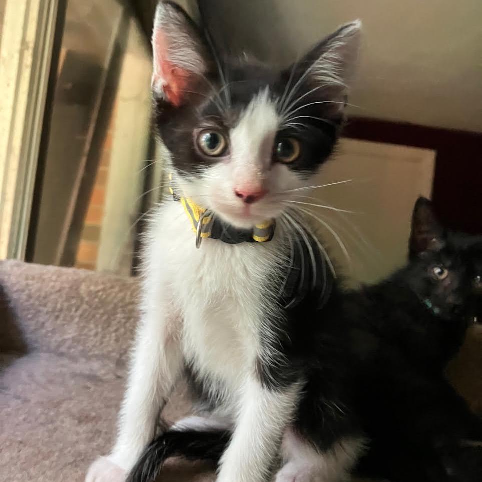 Enlarge Fairburn, a Adoptable Domestic Short Hair in Madison, WI image 2/2