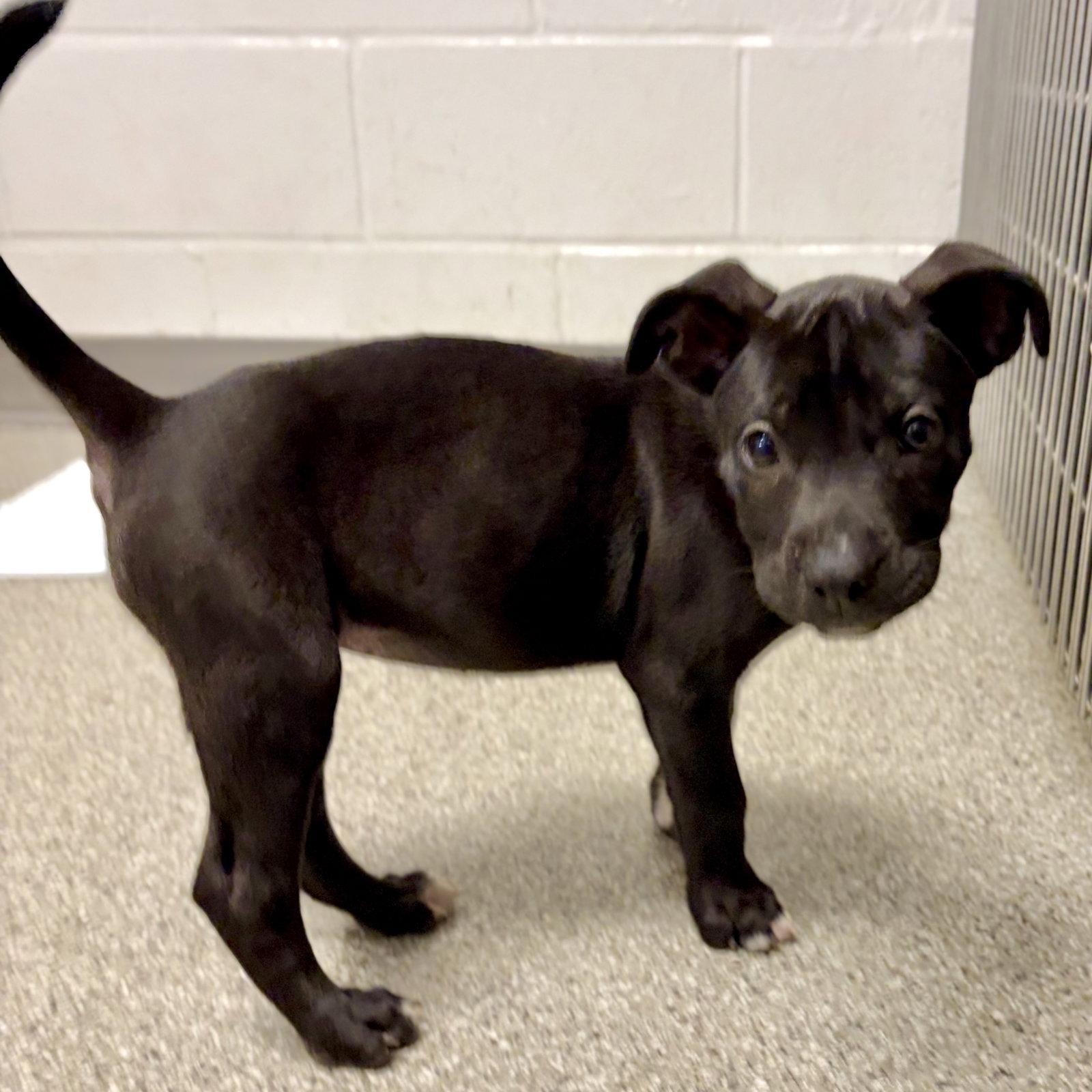 Waffles, Adopted, Puppy Female Labrador Retriever & American Staffordshire Terrier.