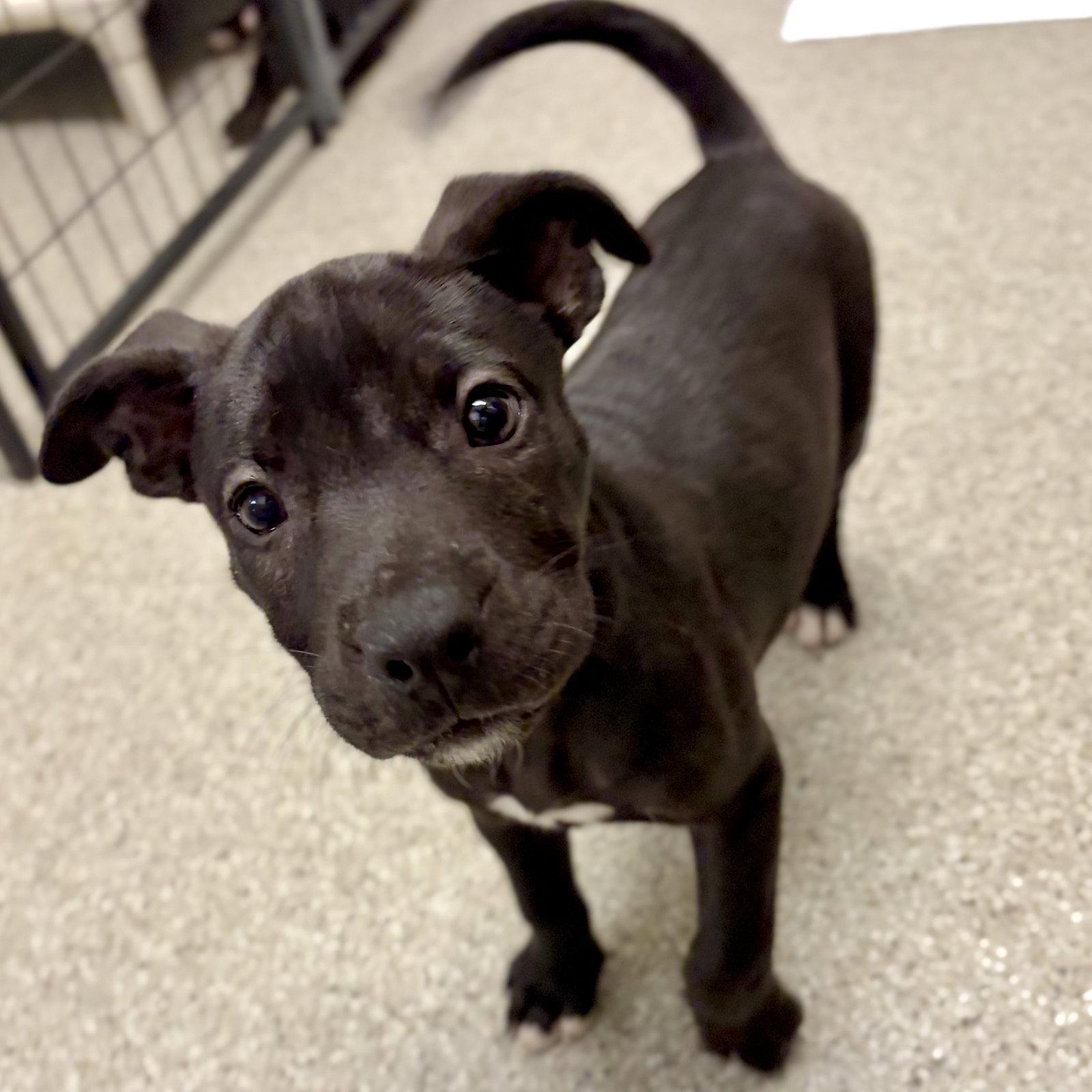 Waffles, a Adopted mixed breed in Whitehall, PA image 2/3