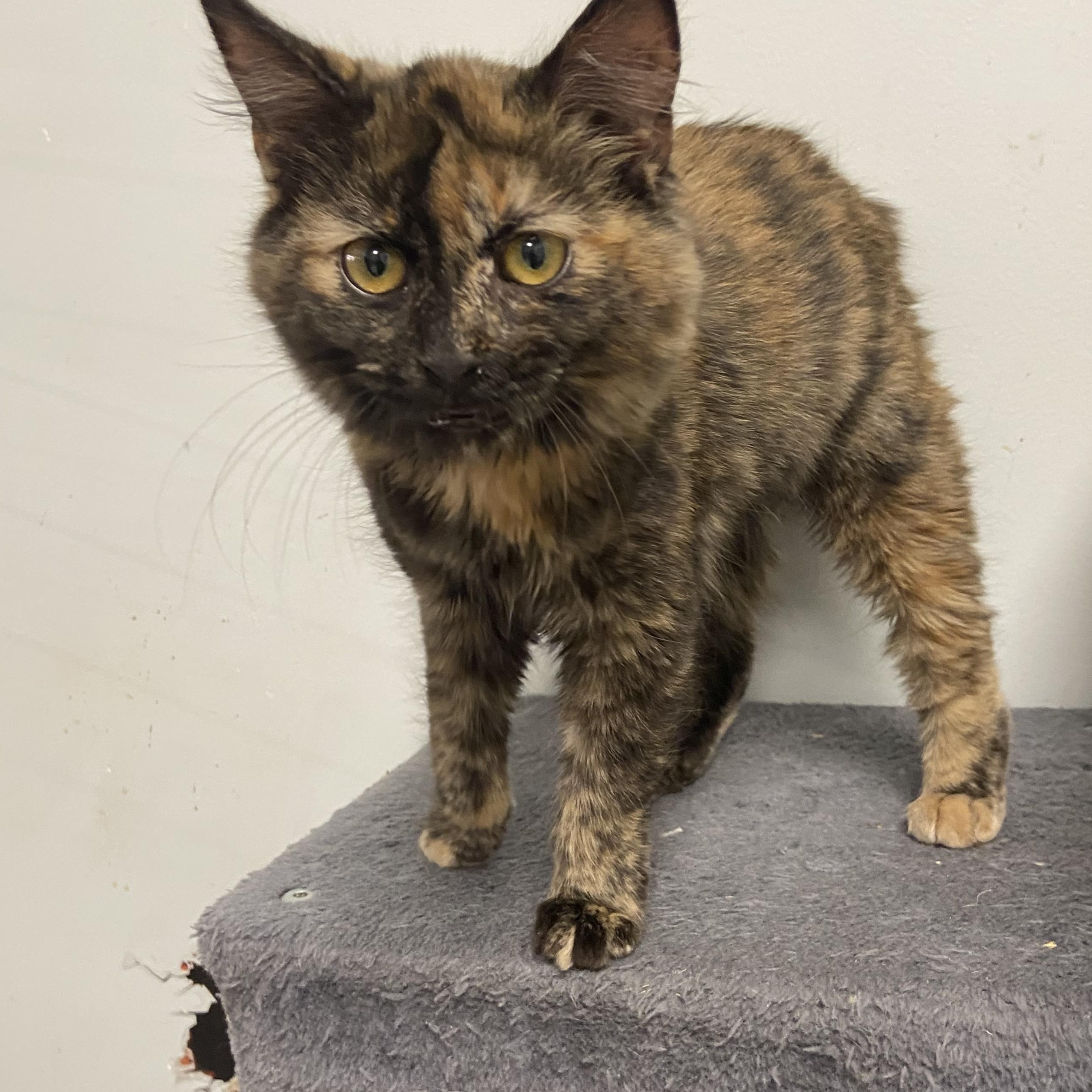 Stromoli, ADOPTABLE, Kitten Female Domestic Medium Hair.