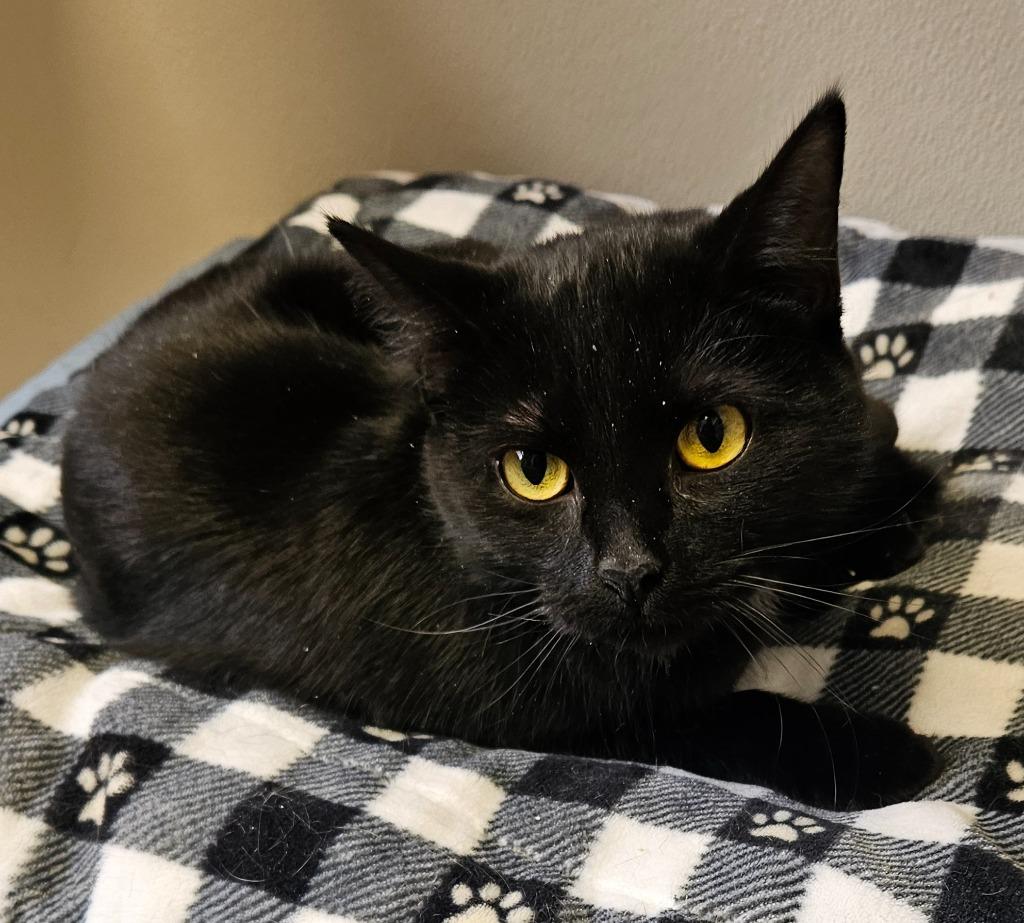 Blackberry — thumbnail 2