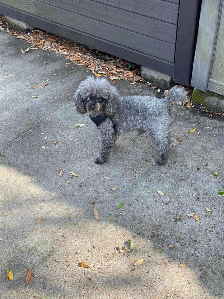 Enlarge Remy, a Adoptable Poodle in Gonzales, LA image 1/2