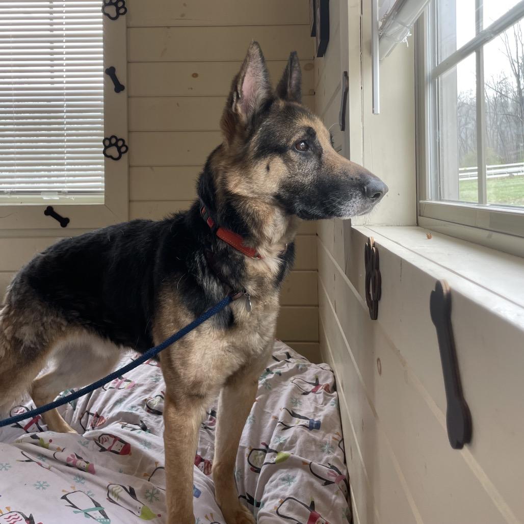 Max - IN FOSTER, Adoptable, Adult Male German Shepherd Dog.