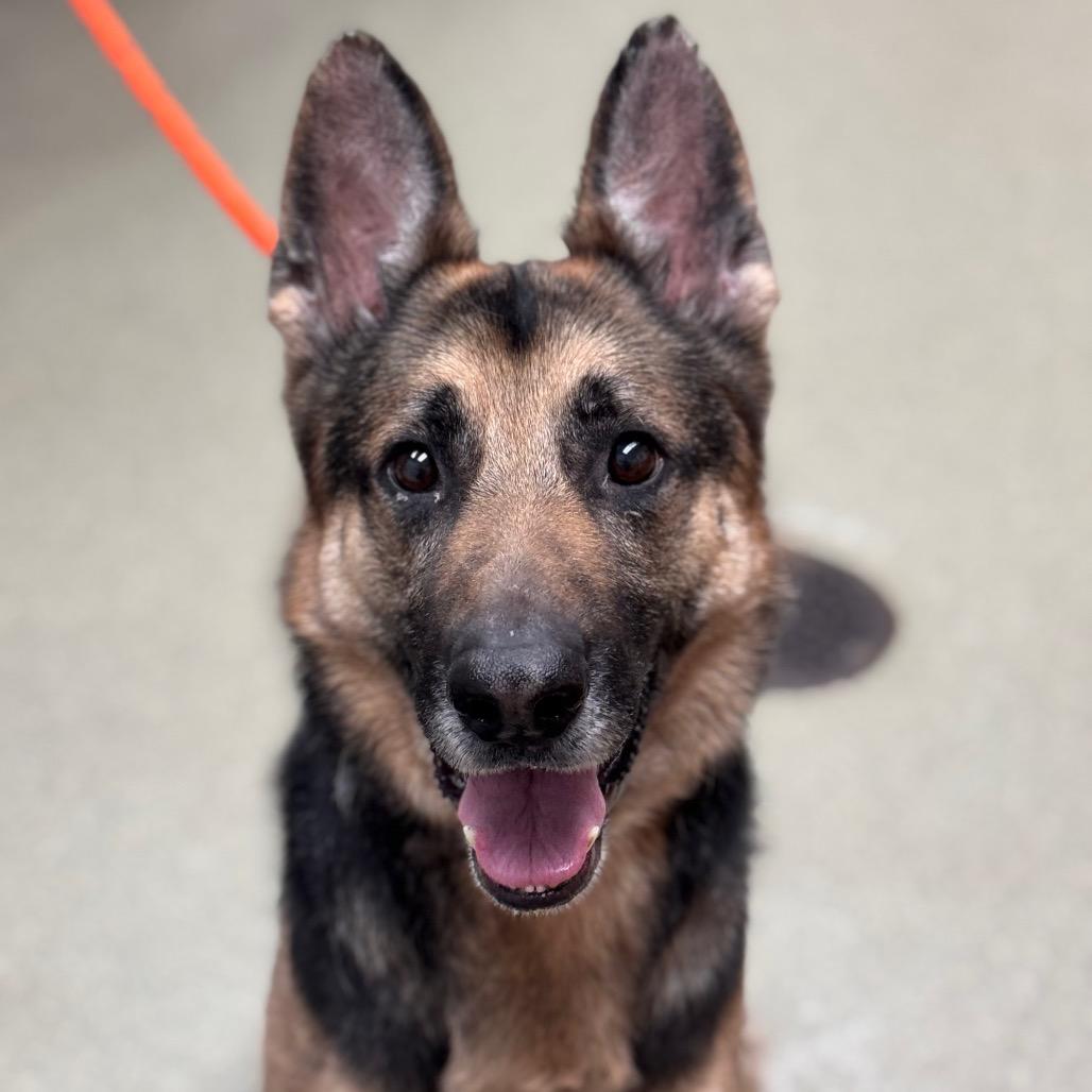 Enlarge Max - IN FOSTER, a Adoptable German Shepherd Dog in Birdsboro, PA image 2/6