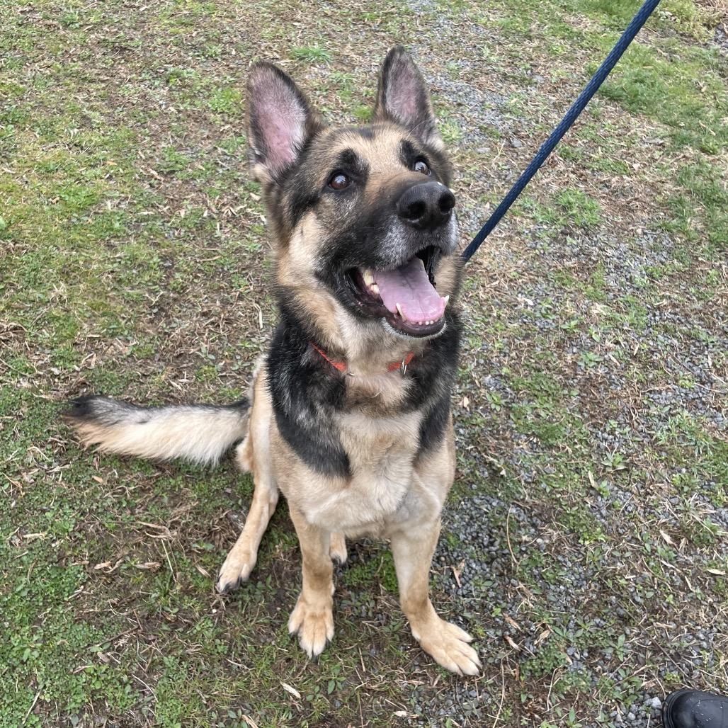Enlarge Max - IN FOSTER, a Adoptable German Shepherd Dog in Birdsboro, PA image 3/6
