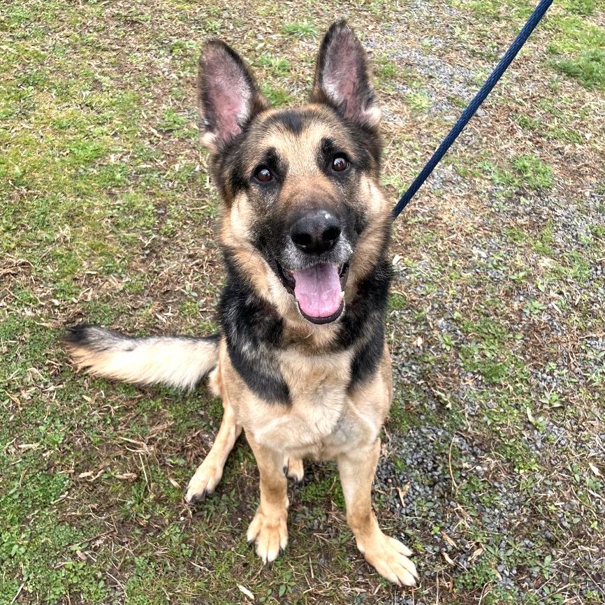 Enlarge Max - IN FOSTER, a Adoptable German Shepherd Dog in Birdsboro, PA image 4/6