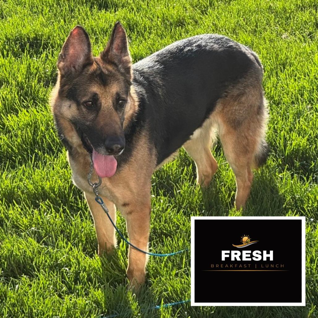 Enlarge Max - IN FOSTER, a Adoptable German Shepherd Dog in Birdsboro, PA image 5/6