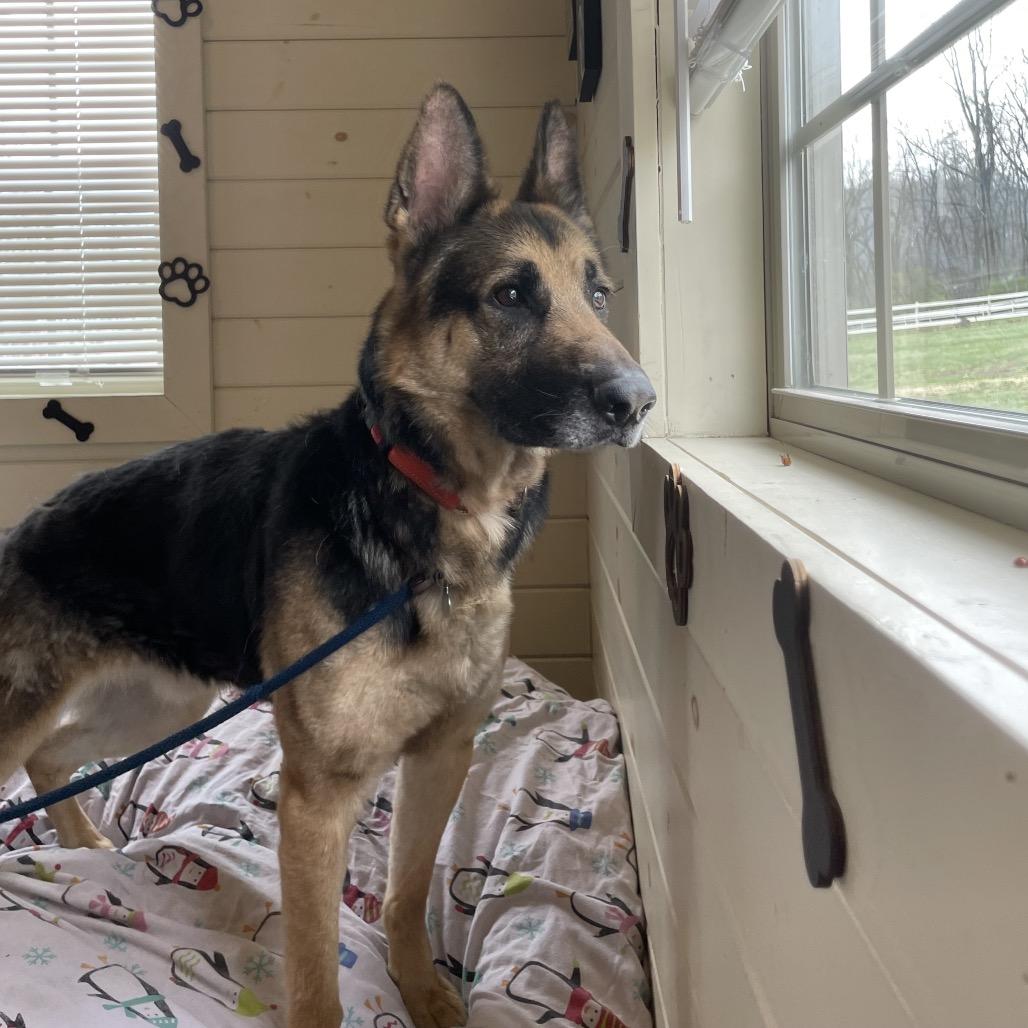 Enlarge Max - IN FOSTER, a Adoptable German Shepherd Dog in Birdsboro, PA image 6/6
