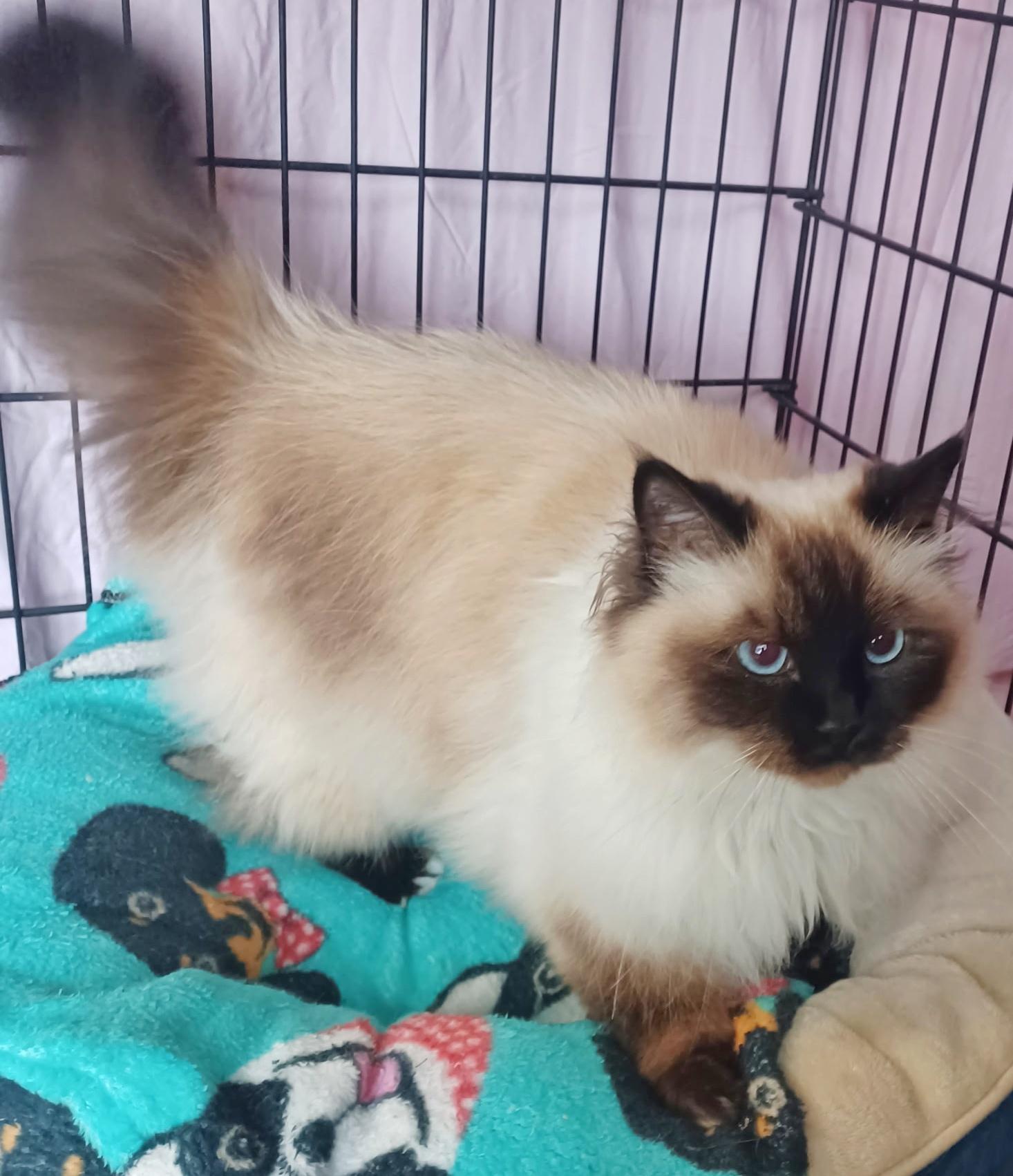 Enlarge Ethel, a ADOPTABLE Ragdoll in Converse, TX image 4/5