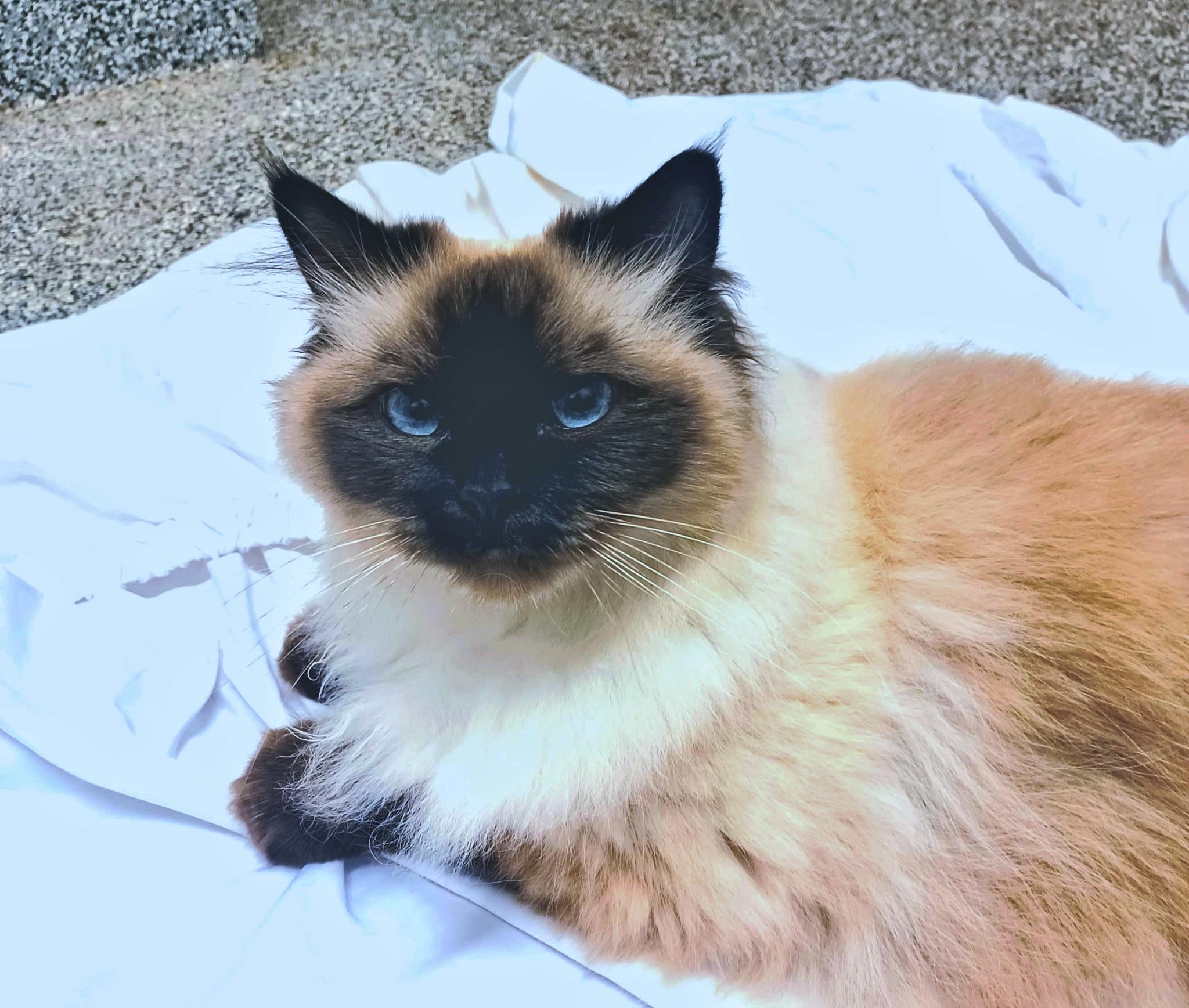 Ethel, ADOPTABLE, Young Female Ragdoll.