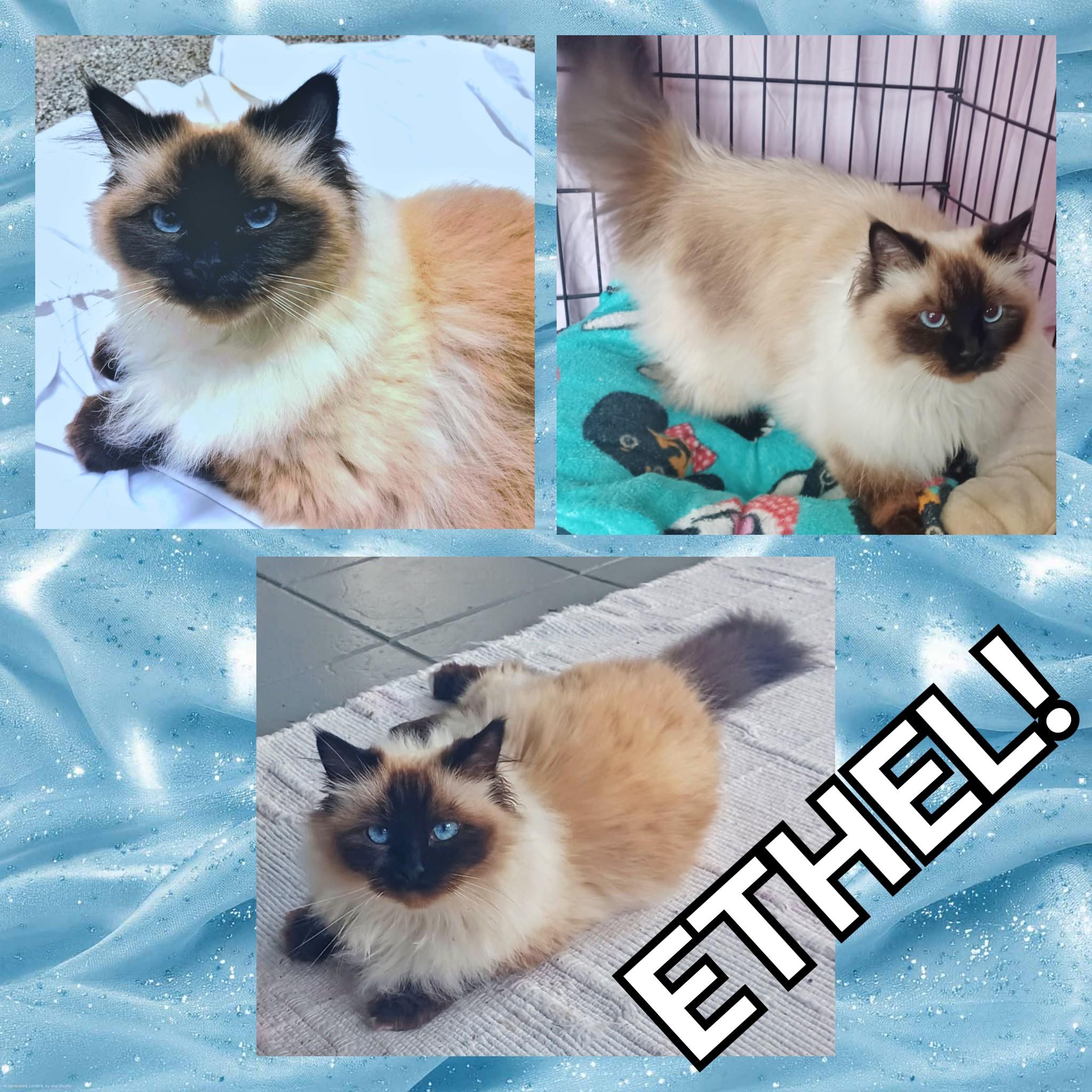 Enlarge Ethel, a ADOPTABLE Ragdoll in Converse, TX image 5/5