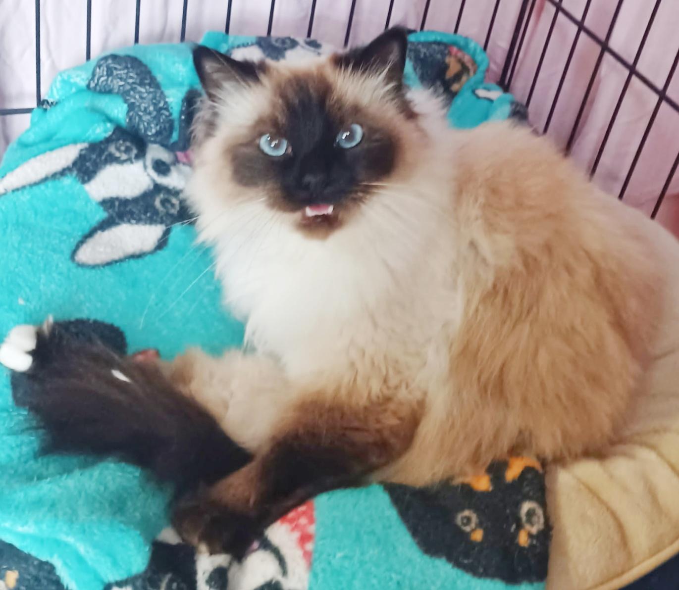 Enlarge Ethel, a ADOPTABLE Ragdoll in Converse, TX image 2/5