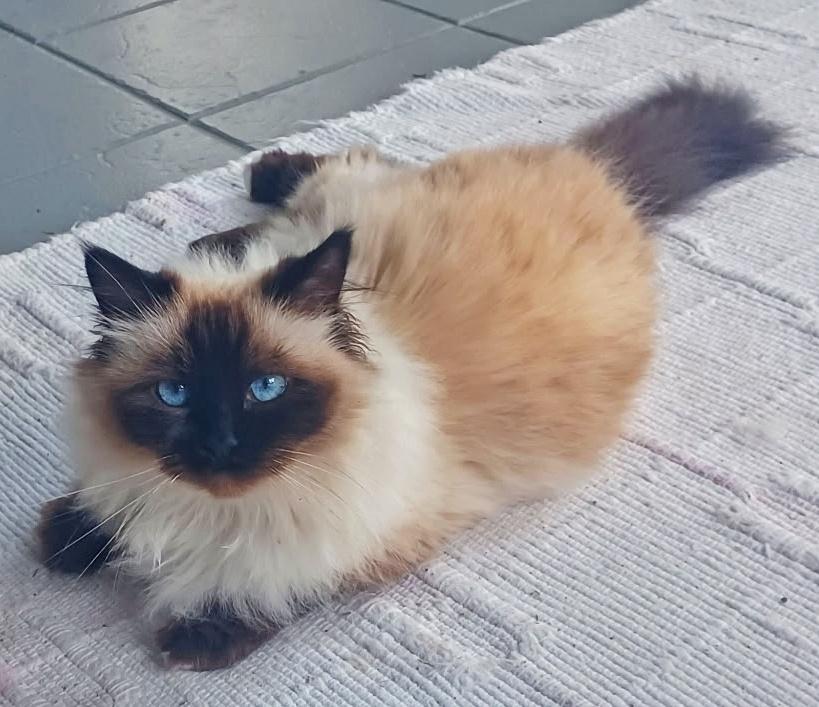 Enlarge Ethel, a ADOPTABLE Ragdoll in Converse, TX image 3/5