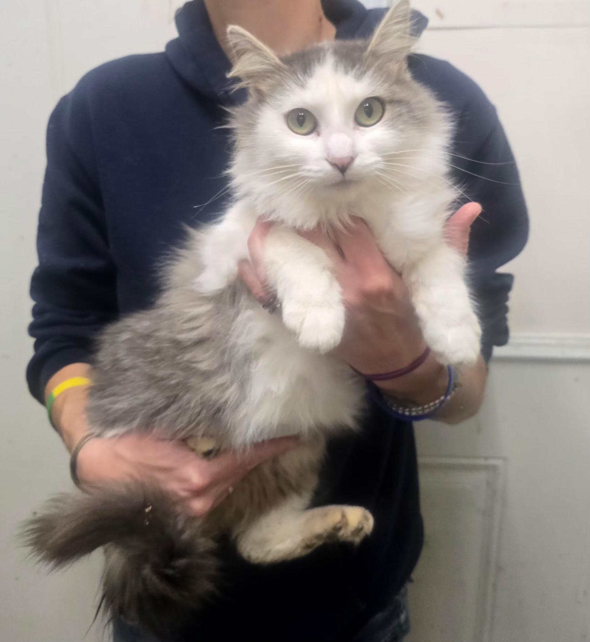 Soapy, Adoptable, Young Female Domestic Long Hair.