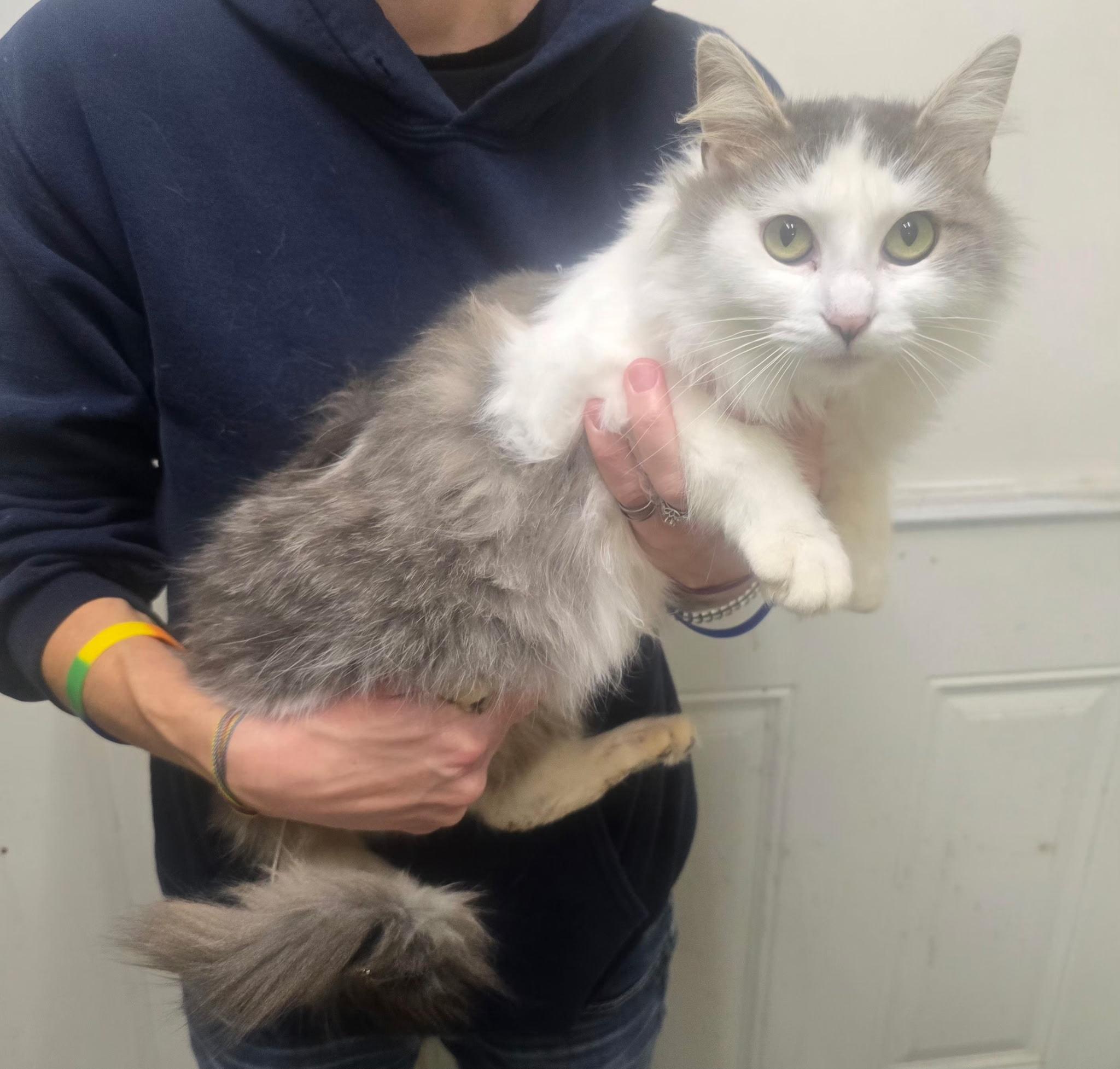 Soapy, a Adoptable mixed breed in Metropolis, IL image 2/2