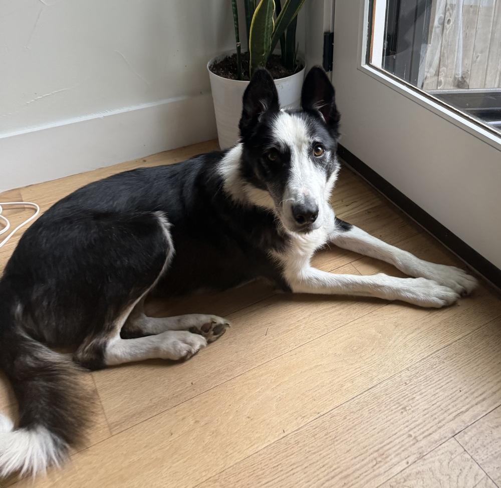 Arlo, Adoptable, Adult Male Border Collie.