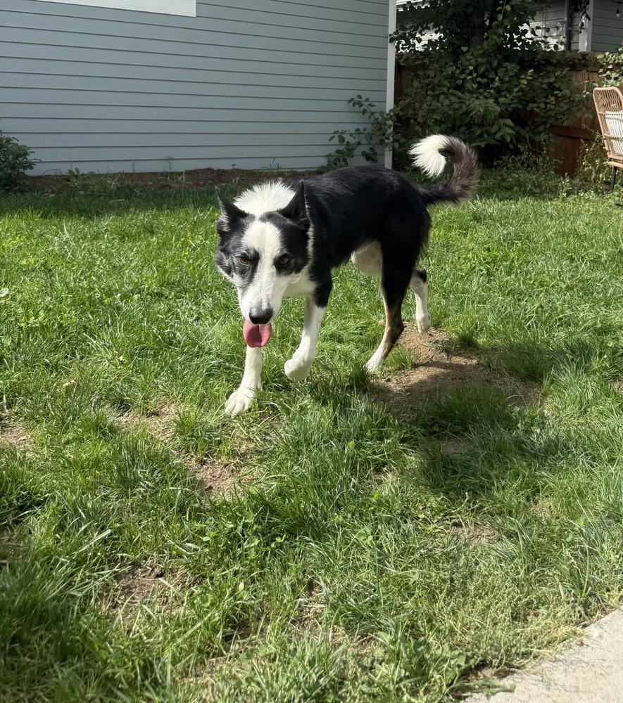 Enlarge Arlo, a Adoptable mixed breed in Denver, CO image 2/6