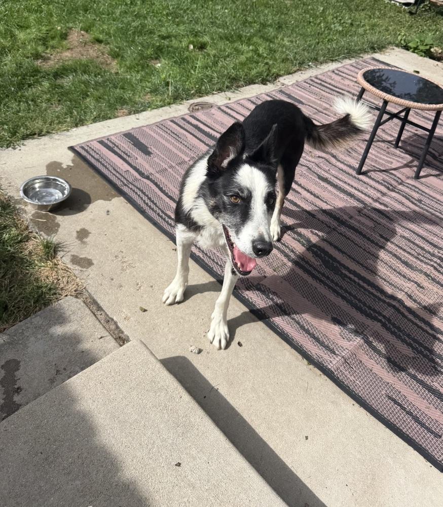 Enlarge Arlo, a Adoptable mixed breed in Denver, CO image 4/6