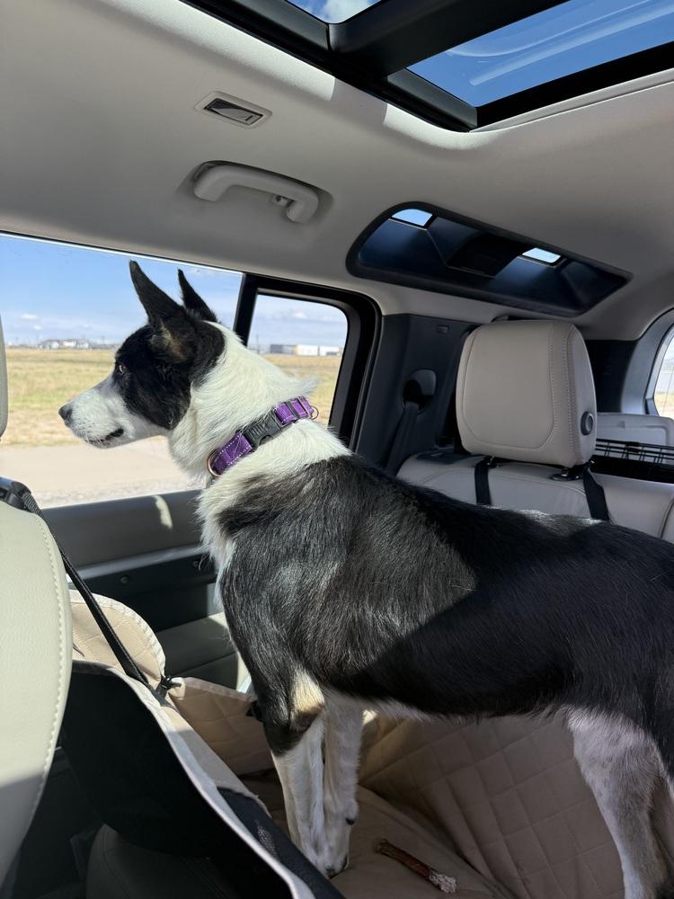 Enlarge Arlo, a Adoptable mixed breed in Denver, CO image 5/6