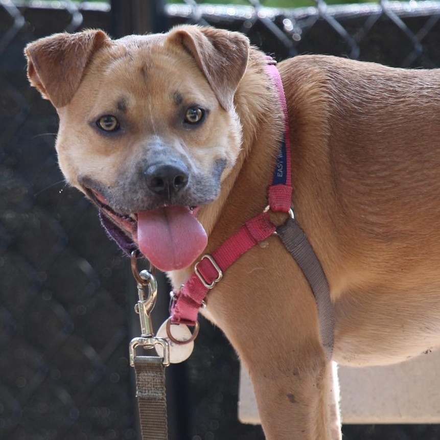 Enlarge Trevor**, a Adoptable mixed breed in Briarcliff Manor, NY image 4/5