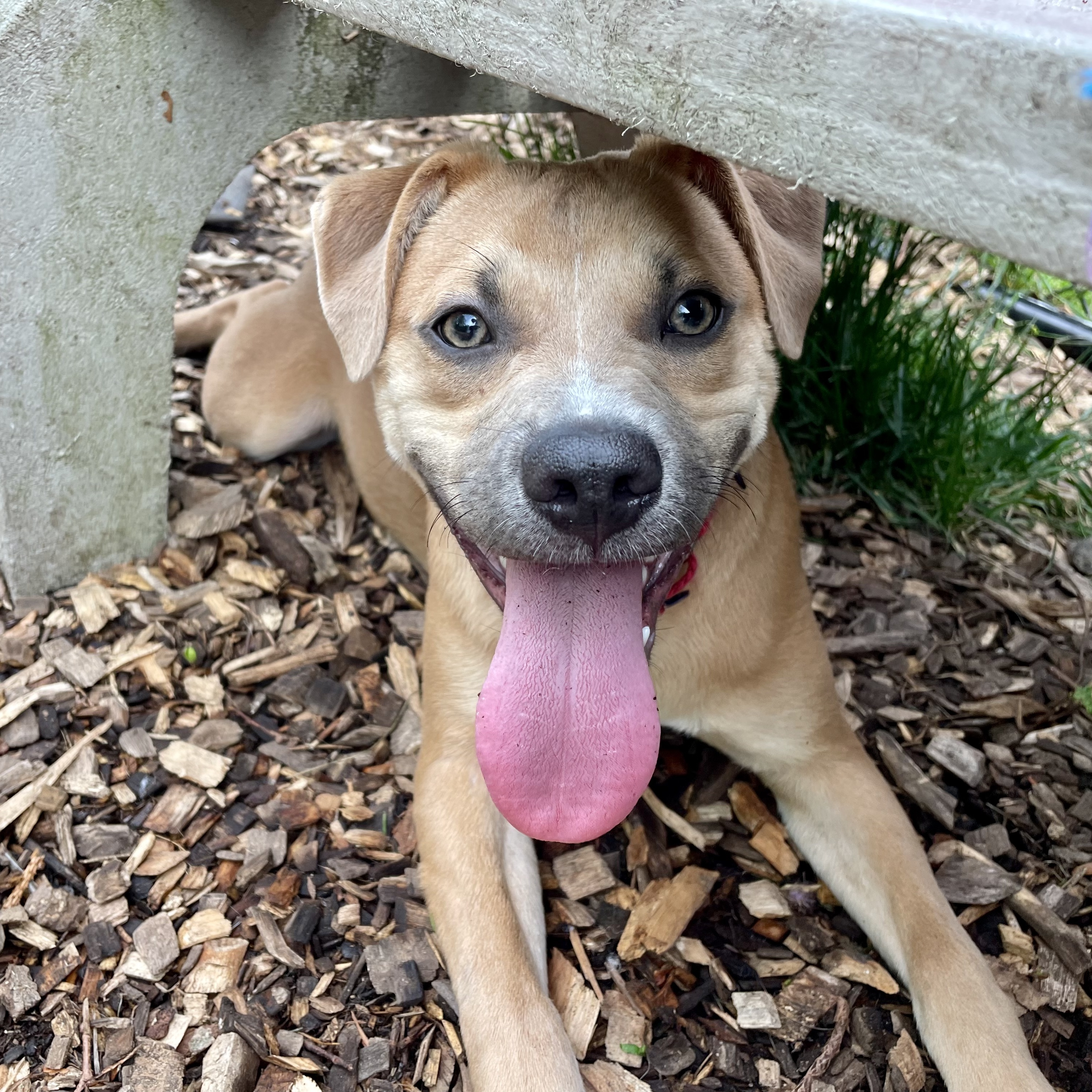 Enlarge Trevor**, a Adoptable mixed breed in Briarcliff Manor, NY image 5/5