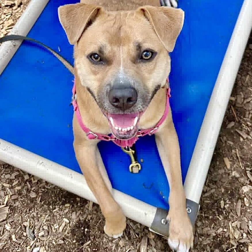 Enlarge Trevor**, a Adoptable mixed breed in Briarcliff Manor, NY image 2/5