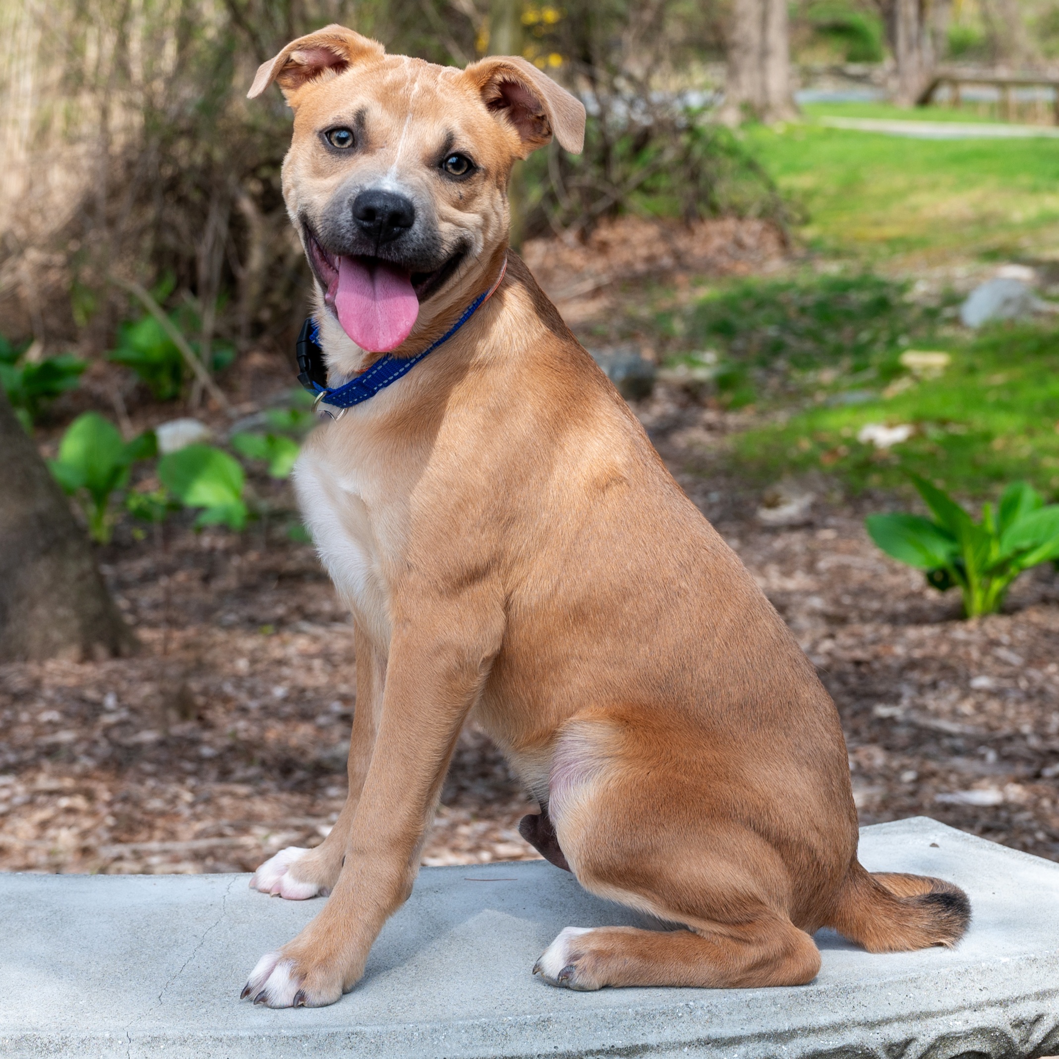 Trevor**, Adoptable, Young Male Labrador Retriever.