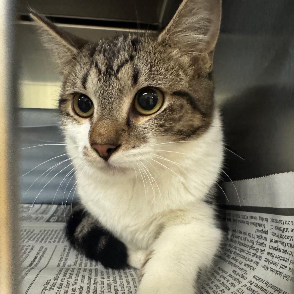 Fennel, Adoptable, Kitten Female Domestic Short Hair.