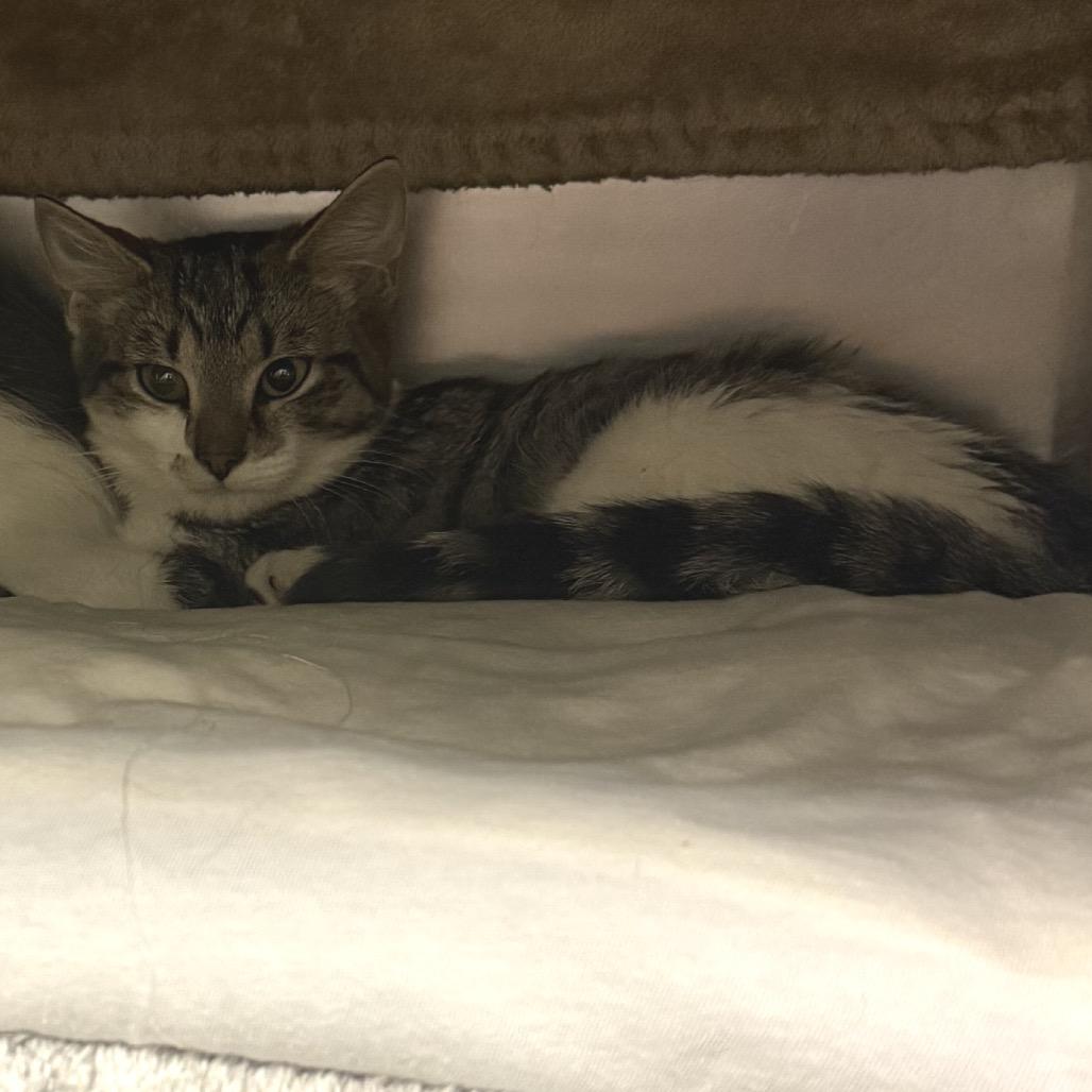 Enlarge Fennel, a Adoptable Domestic Short Hair in Charlottesville, VA image 2/5
