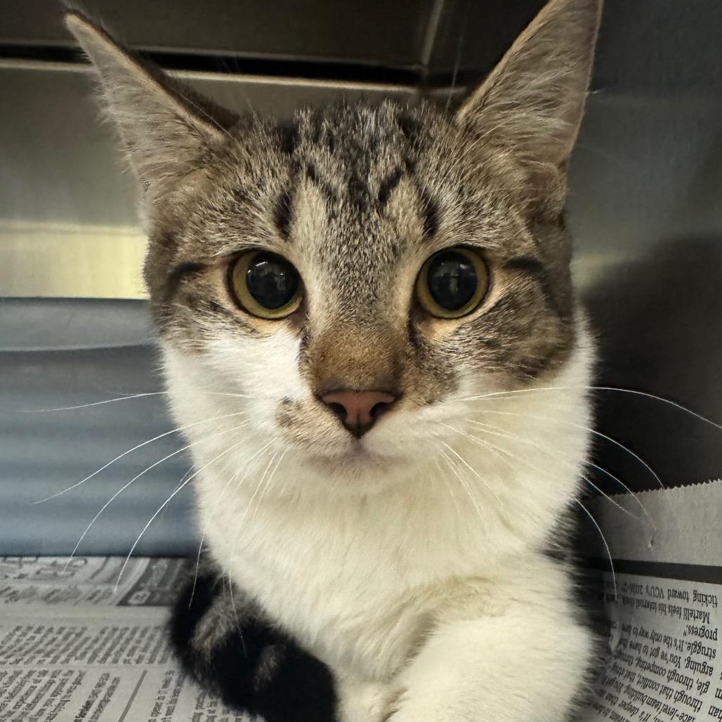 Enlarge Fennel, a Adoptable Domestic Short Hair in Charlottesville, VA image 3/5