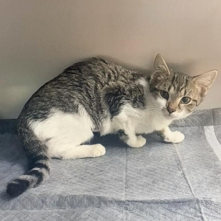 Enlarge Fennel, a Adoptable Domestic Short Hair in Charlottesville, VA image 4/5