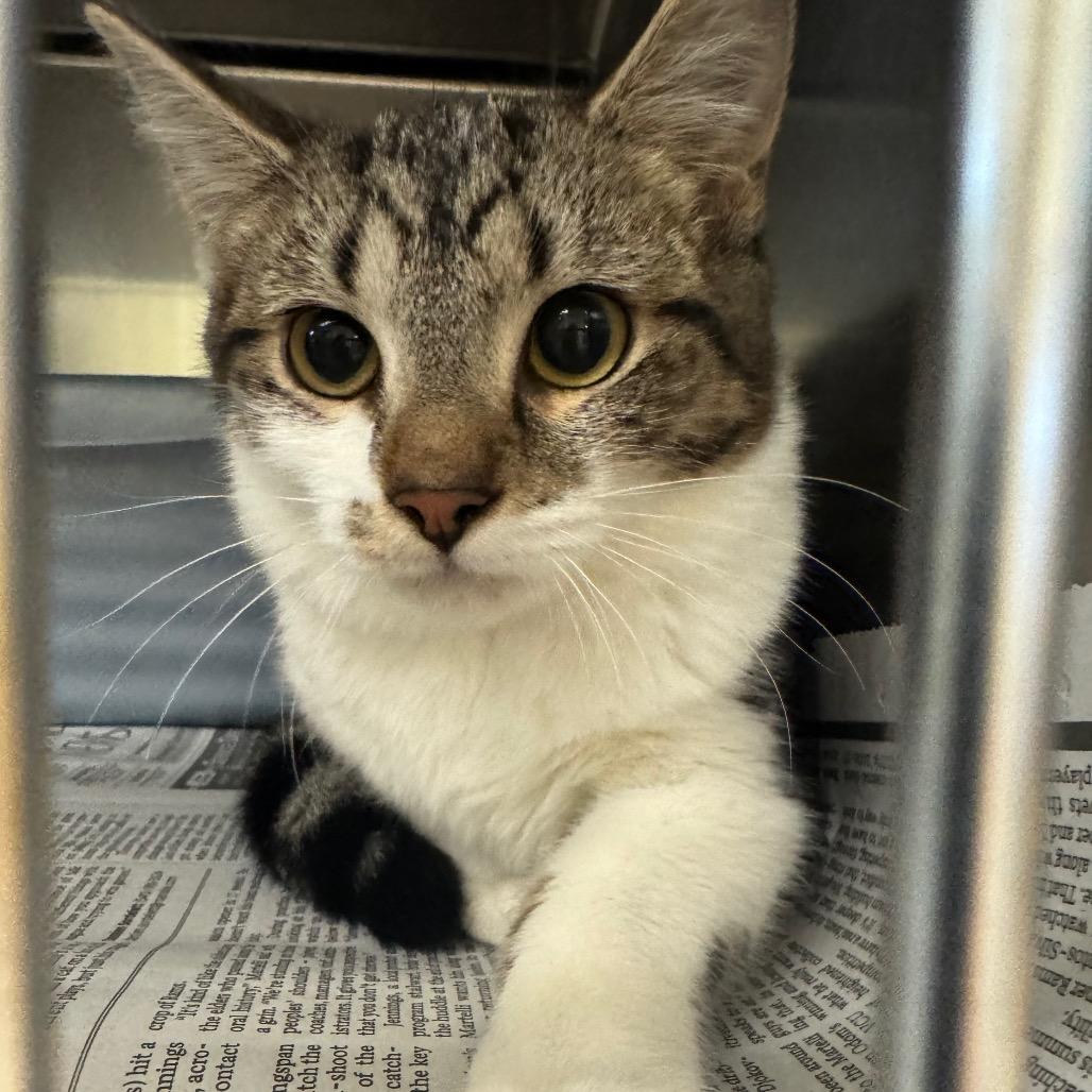 Enlarge Fennel, a Adoptable Domestic Short Hair in Charlottesville, VA image 5/5