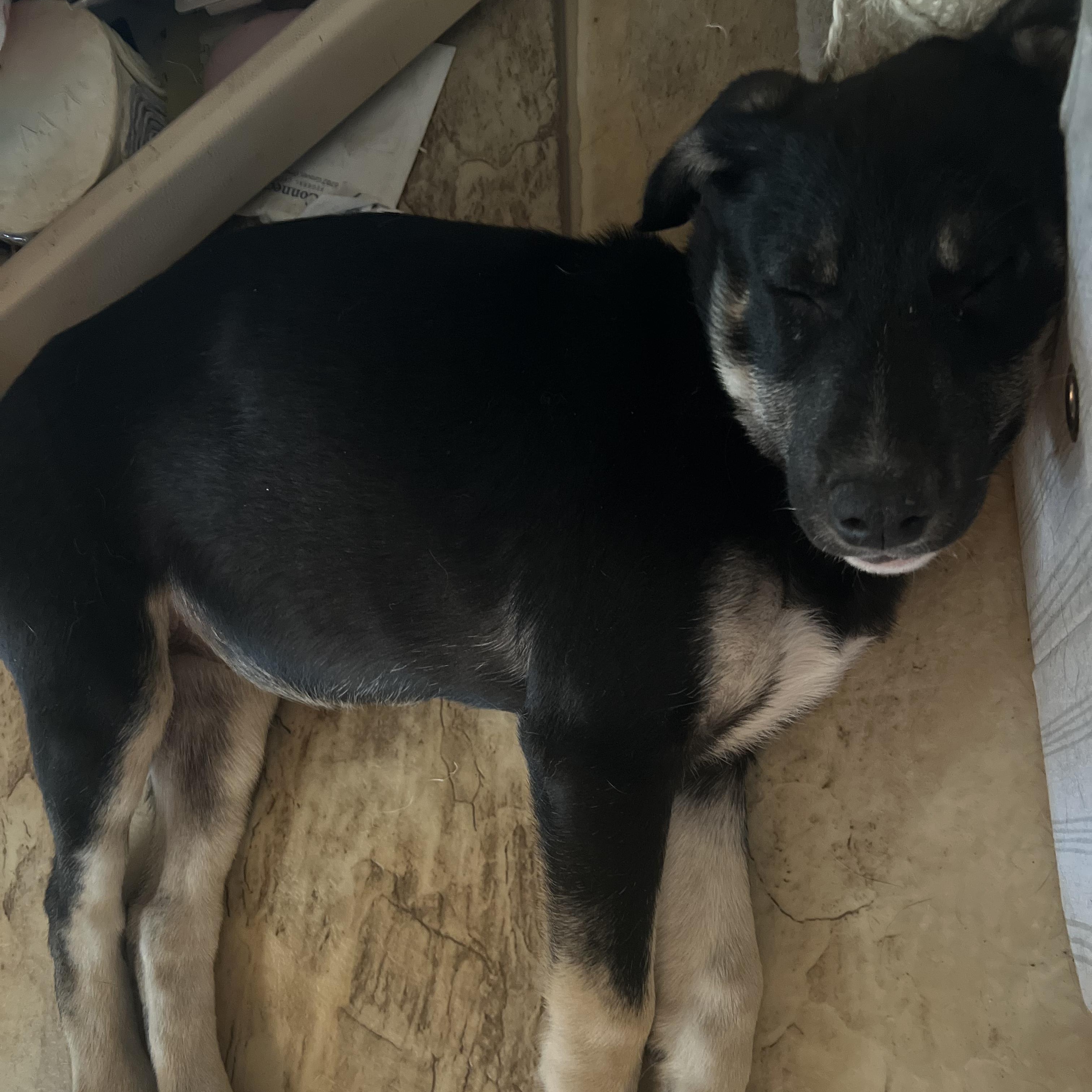 Enlarge Kona, a Adoptable mixed breed in Omaha, NE image 2/6