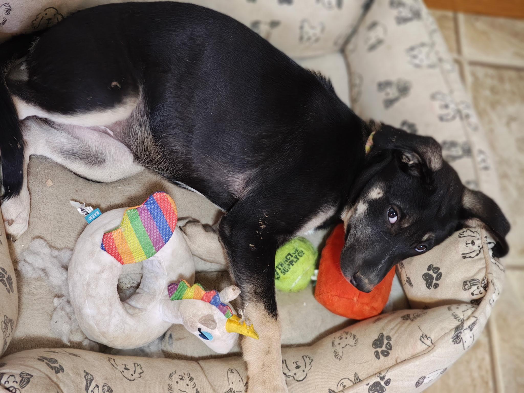 Enlarge Kona, a Adoptable mixed breed in Omaha, NE image 6/6