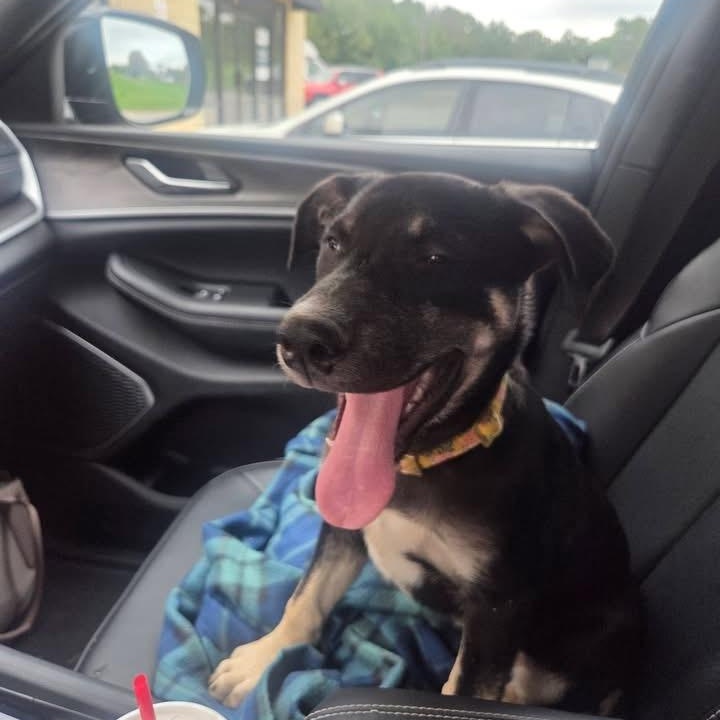 Enlarge Kona, a Adoptable mixed breed in Omaha, NE image 5/6