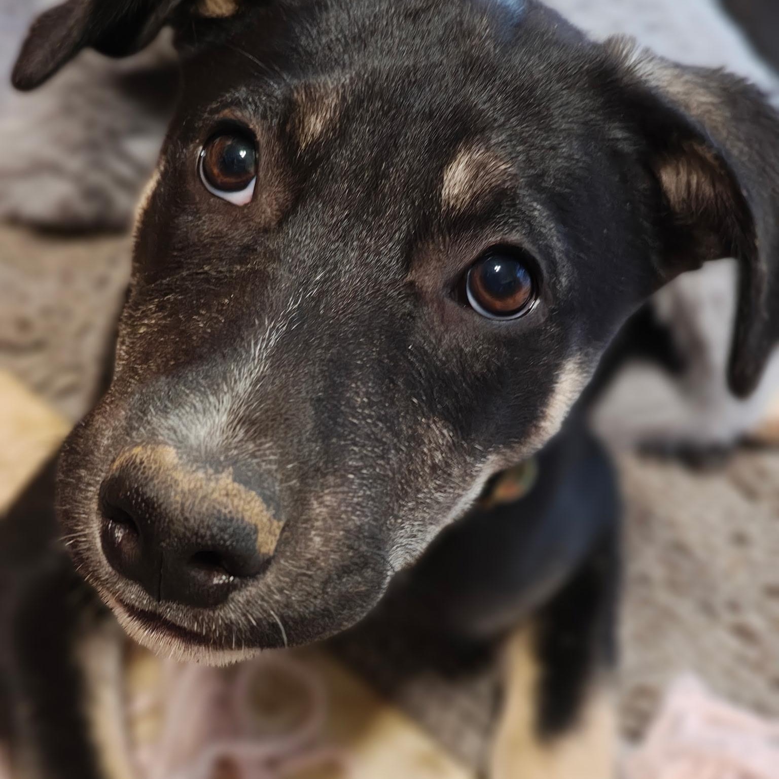 Kona, Adoptable, Puppy Female Labrador Retriever & Shepherd.