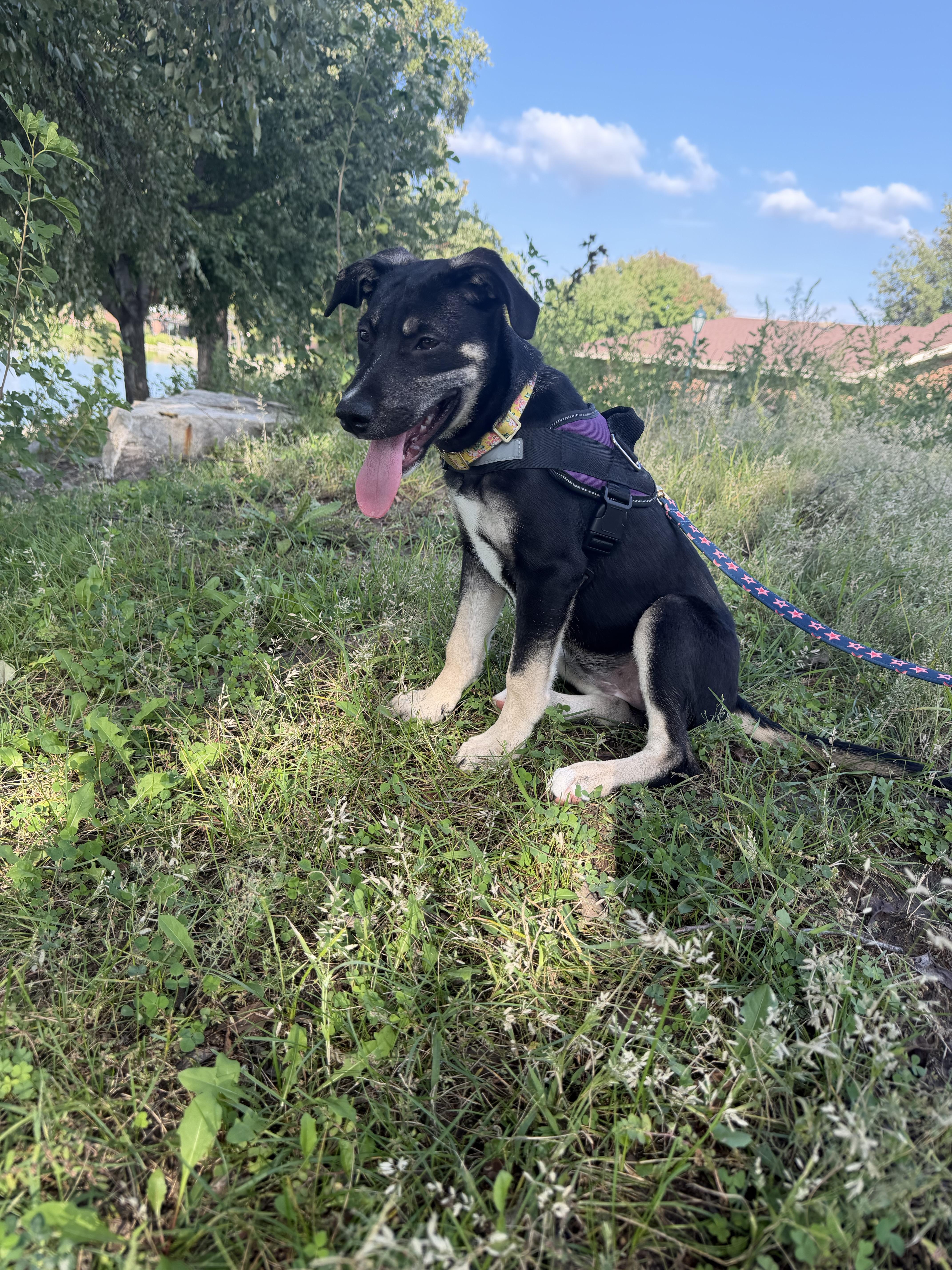 Enlarge Kona, a Adoptable mixed breed in Omaha, NE image 6/6