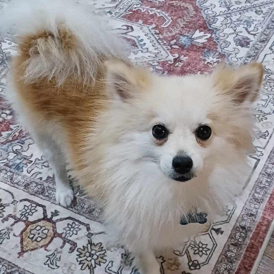 Layla, Adoptable, Adult Female Pomeranian.